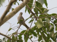 Slender-billed Greenbul (Stelgidillas gracilirostris)