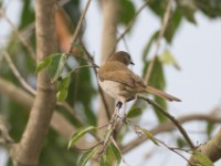 Slender-billed Greenbul (Stelgidillas gracilirostris)