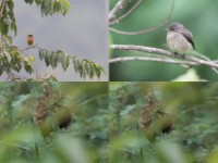 Lühder's Bushshrike (Laniarius luehderi) African Dusky Flycatcher (Muscicapa adusta) Black-billed Weaver (Ploceus melanogaster)