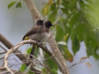 Common Bulbul (Pycnonotus barbatus)