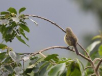 Bronzy Sunbird (Nectarinia kilimensis) female