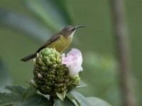 Bronzy Sunbird (Nectarinia kilimensis) female