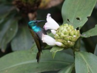 Green-headed Sunbird (Cyanomitra verticalis)