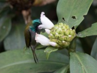 Green-headed Sunbird (Cyanomitra verticalis)