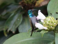 Green-headed Sunbird (Cyanomitra verticalis)