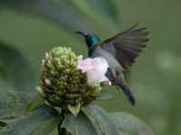 Green-headed Sunbird (Cyanomitra verticalis)