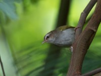 White-browed Crombec (Sylvietta leucophrys)
