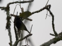 Vieillot's Black Weaver (Ploceus nigerrimus)