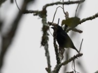 Vieillot's Black Weaver (Ploceus nigerrimus)