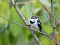 Brown-throated Wattle-eye (Platysteira cyanea)