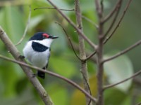 Brown-throated Wattle-eye (Platysteira cyanea)