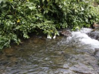 Buhoma Bwindi