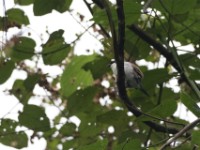White-breasted Nigrita (Nigrita fusconotus)