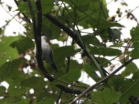 White-breasted Nigrita (Nigrita fusconotus)