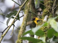 Brown-capped Weaver (Ploceus insignis)