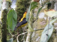 Brown-capped Weaver (Ploceus insignis)