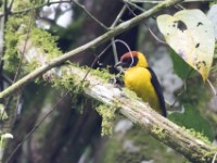Brown-capped Weaver (Ploceus insignis)