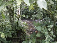 Buhoma Bwindi