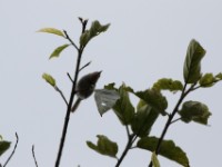 Buff-throated Apalis (Apalis rufogularis)