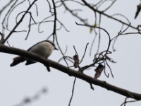 Bocage's Bushshrike (Chlorophoneus bocagei)