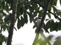 Bocage's Bushshrike (Chlorophoneus bocagei)