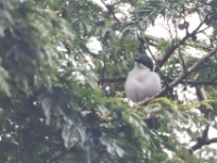 Pink-footed Puffback (Dryoscopus angolensis)