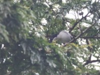 Pink-footed Puffback (Dryoscopus angolensis)