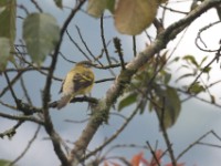 Petit's Cuckooshrike (Campephaga petiti)