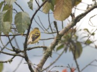 Petit's Cuckooshrike (Campephaga petiti)