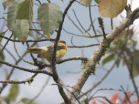 Petit's Cuckooshrike (Campephaga petiti)