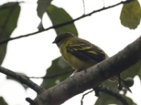 Petit's Cuckooshrike (Campephaga petiti)