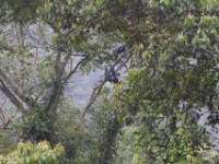 Great Blue Turaco (Corythaeola cristata)