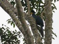 Great Blue Turaco (Corythaeola cristata)