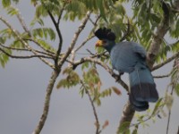 Great Blue Turaco (Corythaeola cristata)