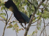 Great Blue Turaco (Corythaeola cristata)