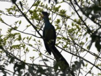 Great Blue Turaco (Corythaeola cristata)