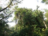 Buhoma Bwindi
