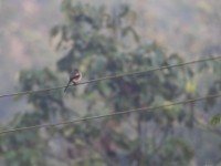 Mackinnon's Shrike (Lanius mackinnoni)