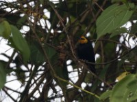 Black-billed Weaver (Ploceus melanogaster)