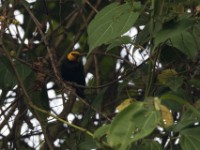 Black-billed Weaver (Ploceus melanogaster)