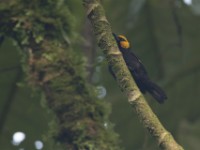 Black-billed Weaver (Ploceus melanogaster)