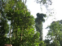 Buhoma Bwindi