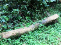 Buhoma Bwindi