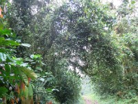 Buhoma Bwindi