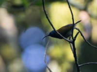 Green-headed Sunbird (Cyanomitra verticalis)