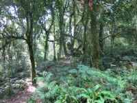 Buhoma Bwindi