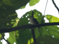 Chapin's Flycatcher (Muscicapa lendu)