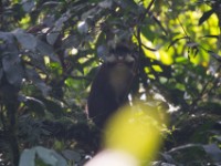 Red-tailed Monkey (Cercopithecus ascanius)
