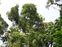 Buhoma Bwindi