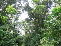 Buhoma Bwindi
